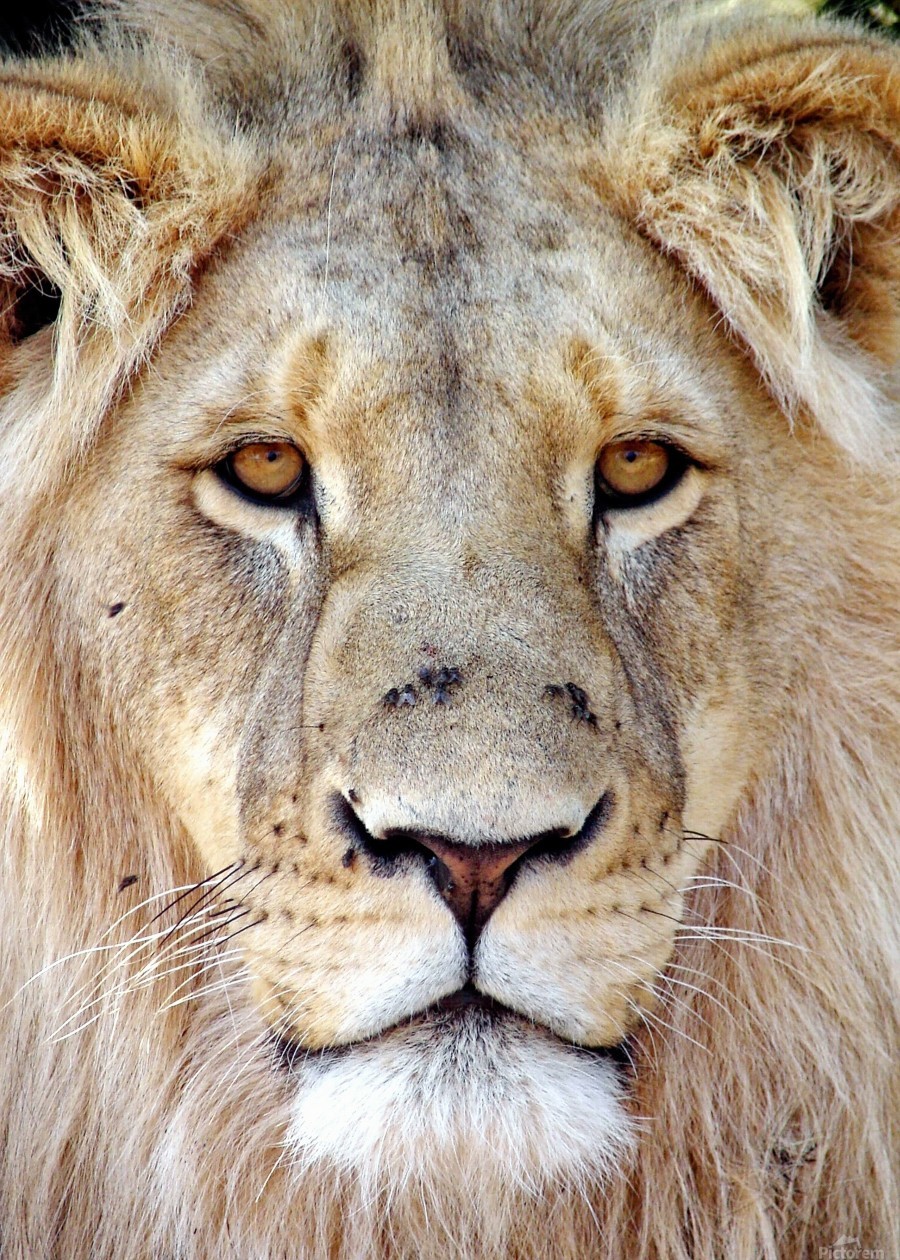 Lion Face 3789 by Thula-Photography Wall Art